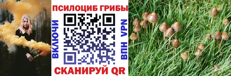 купить закладку  ОМГ ОМГ как зайти  Псилоцибиновые грибы Psilocybe  Пикалёво 